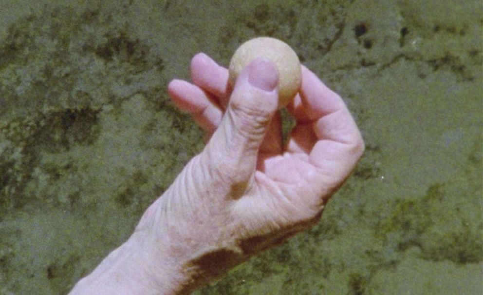 Toda la programación de la 9 Semana de Cine Portugués